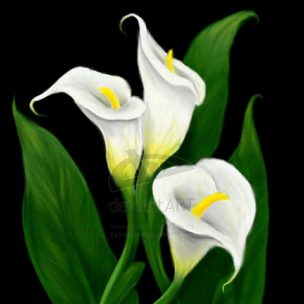 Meet your Posher, Kristy